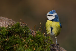 Eurasian Blue Tit 
&copy; Fabrice H�non
