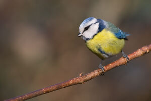 Eurasian Blue Tit 
&copy; Fabrice H�non