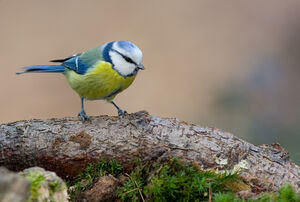 Eurasian Blue Tit 
&copy; Fabrice H�non