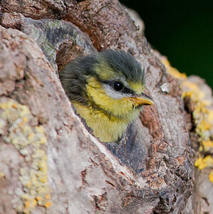 Eurasian Blue Tit 
&copy; Fabrice H�non