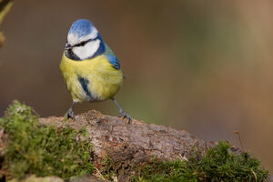 Eurasian Blue Tit 
&copy; Fabrice H�non
