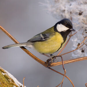 Great Tit