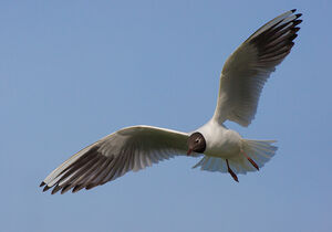 Mouette rieuse 
&copy; Fabrice H�non