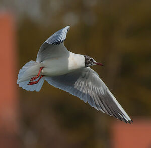 Mouette rieuse 
&copy; Fabrice H�non