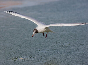 Mouette rieuse 
&copy; Fabrice H�non