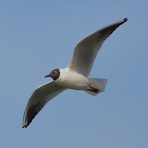Mouette rieuse 
&copy; Fabrice H�non