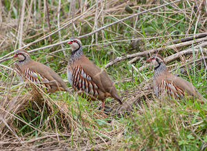 Red-legged Partridge 
&copy; Fabrice H�non