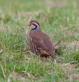 Red-legged Partridge 
&copy; Fabrice H�non