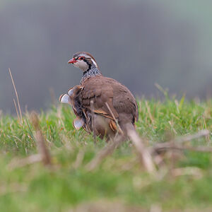 Red-legged Partridge 
&copy; Fabrice H�non