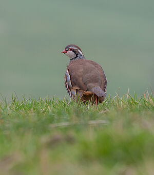 Red-legged Partridge 
&copy; Fabrice H�non