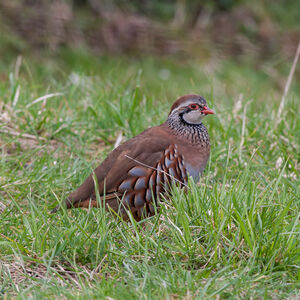 Red-legged Partridge 
&copy; Fabrice H�non