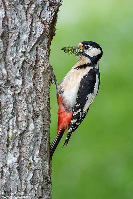 Great Spotted Woodpecker female adult, feeding habits