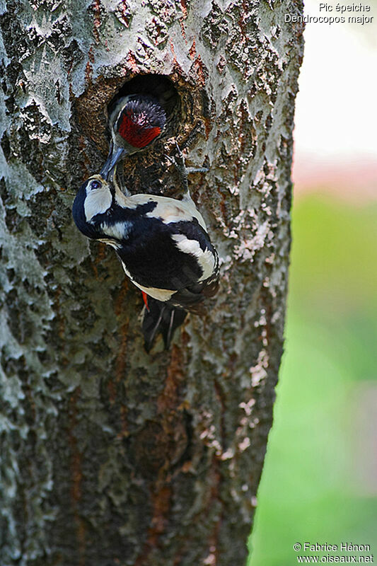Great Spotted Woodpecker female adult, Reproduction-nesting