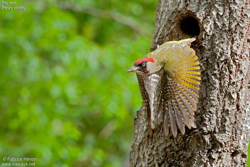 European Green Woodpecker male adult post breeding, Flight
