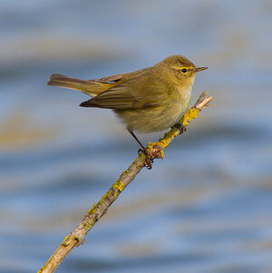 Common Chiffchaff