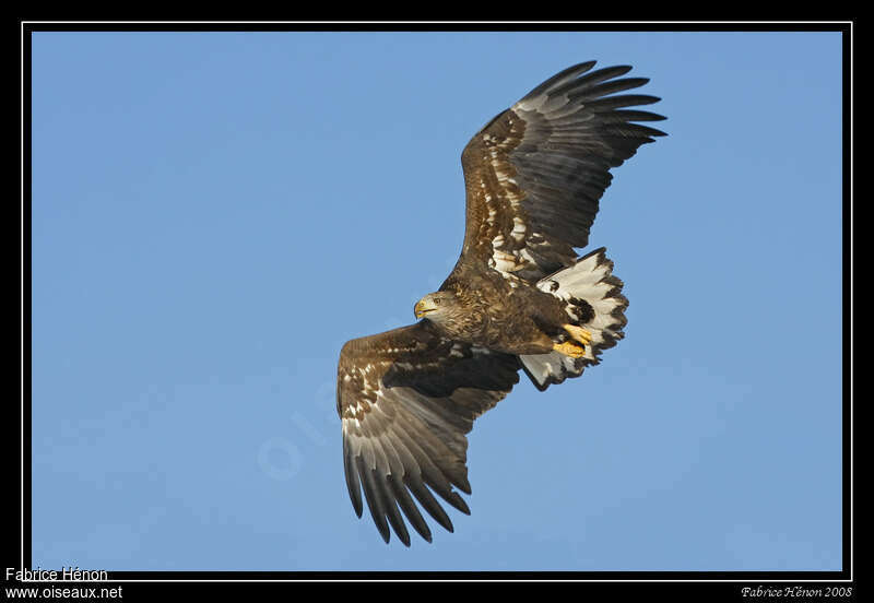 White-tailed EagleThird  year, Flight