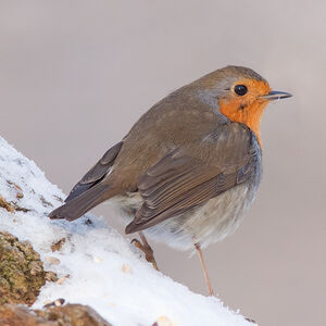 European Robin 
&copy; Fabrice H�non