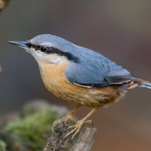 Sittelle torchepot 
&copy; Fabrice H�non