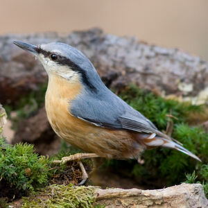 Sittelle torchepot 
&copy; Fabrice H�non