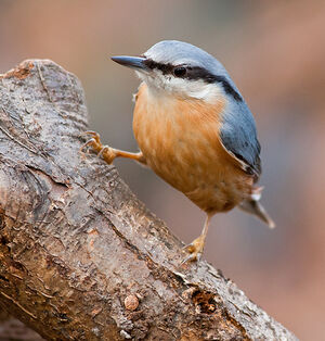 Sittelle torchepot 
&copy; Fabrice H�non