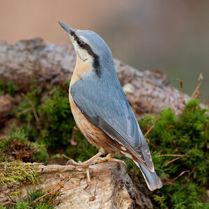 Sittelle torchepot 
&copy; Fabrice H�non