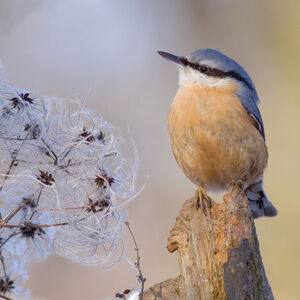 Sittelle torchepot 
&copy; Fabrice H�non
