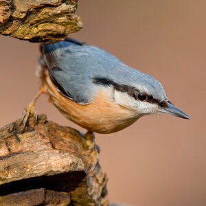 Sittelle torchepot 
&copy; Fabrice H�non