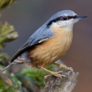 Sittelle torchepot 
&copy; Fabrice H�non