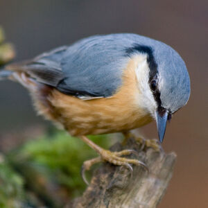 Sittelle torchepot 
&copy; Fabrice H�non
