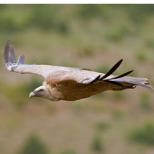Griffon Vulture 
&copy; Fabrice H�non