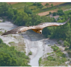 Griffon Vulture 
&copy; Fabrice H�non