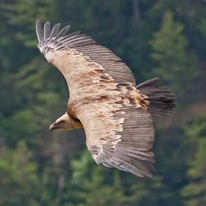 Griffon Vulture 
&copy; Fabrice H�non