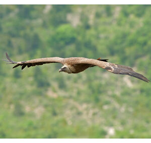 Griffon Vulture 
&copy; Fabrice H�non