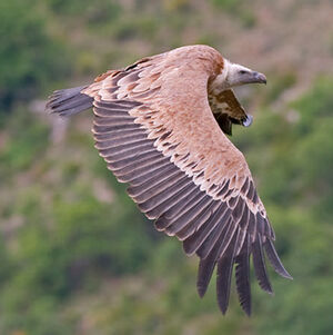 Griffon Vulture 
&copy; Fabrice H�non