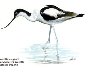 Avocette élégante