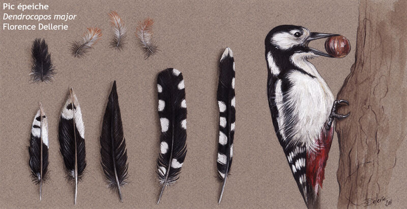 Great Spotted Woodpecker, identification, feeding habits