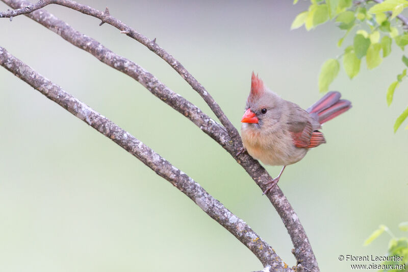 Cardinal rouge femelle adulte nuptial