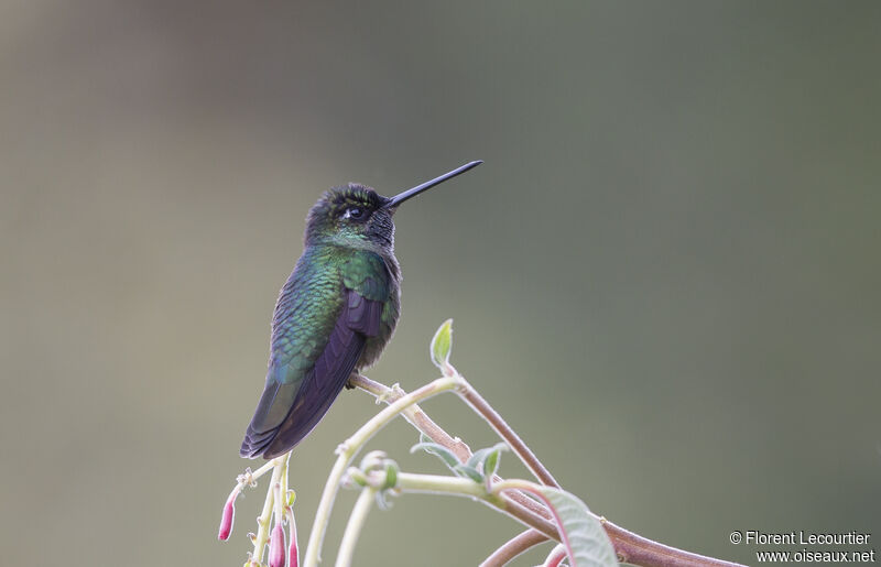 Talamanca Hummingbird male