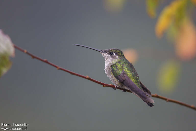 Talamanca Hummingbird female adult, identification