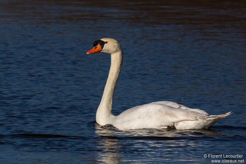Mute Swan