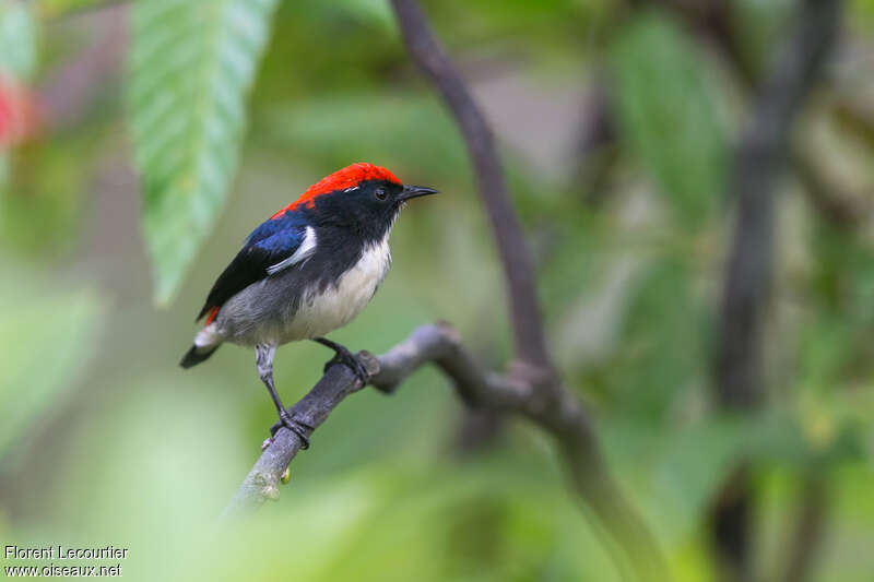 Scarlet-backed Flowerpecker male adult breeding, identification