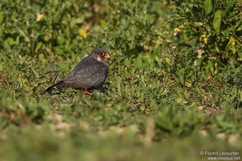 Red-footed Falcon male