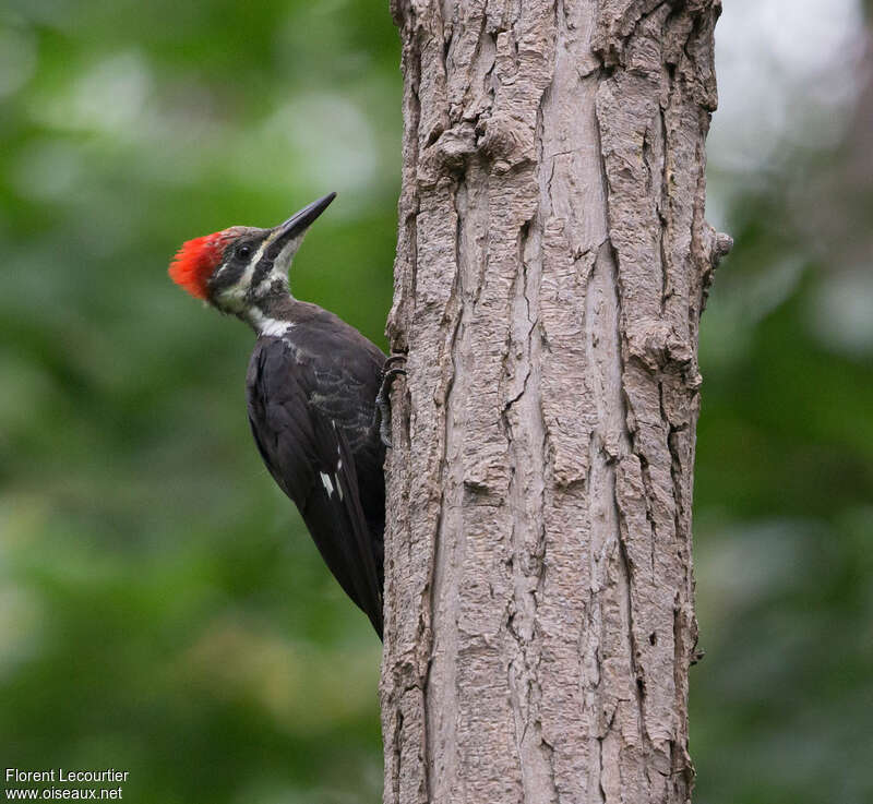 Pileated Woodpecker female adult, identification