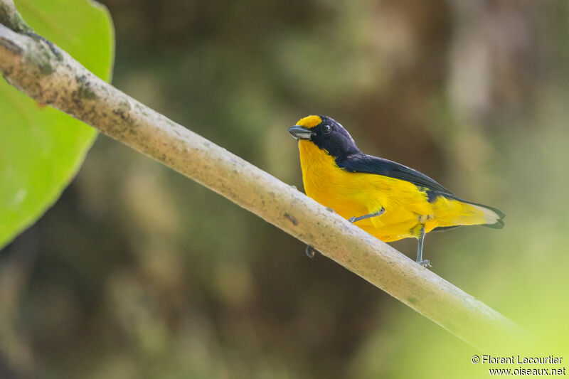 Violaceous Euphonia male