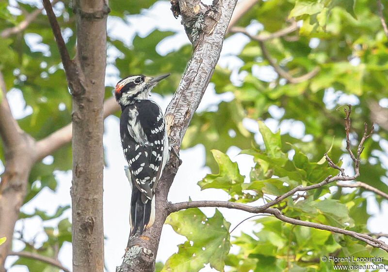 Hairy Woodpecker male adult