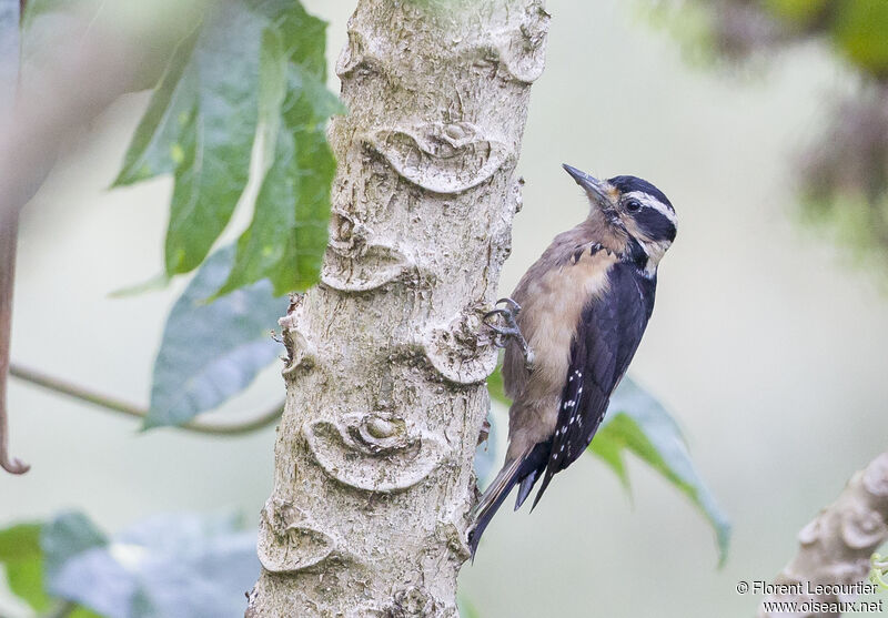 Hairy Woodpecker female