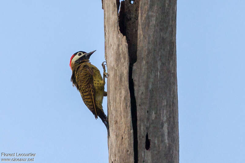 Spot-breasted Woodpecker female adult, identification