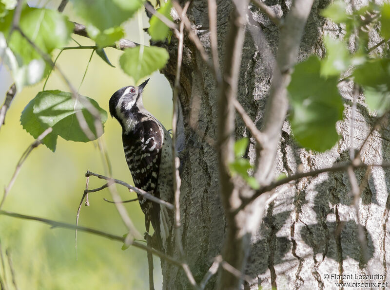 Nuttall's Woodpecker female