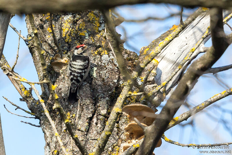 Lesser Spotted Woodpecker male