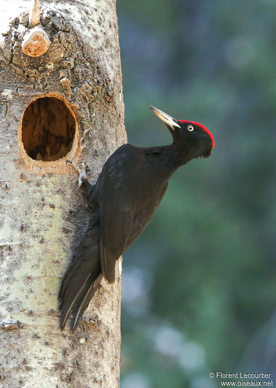 Black Woodpecker male adult